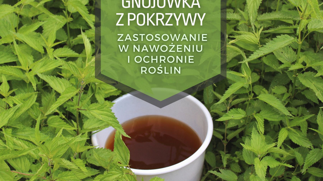 Co podlewać gnojówką z pokrzywy? | Poradnik w pytaniach i odpowiedziach