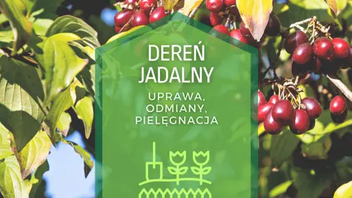 Derenie jadalne w ogrodzie | Odmiany, sadzenie, pielęgnacja