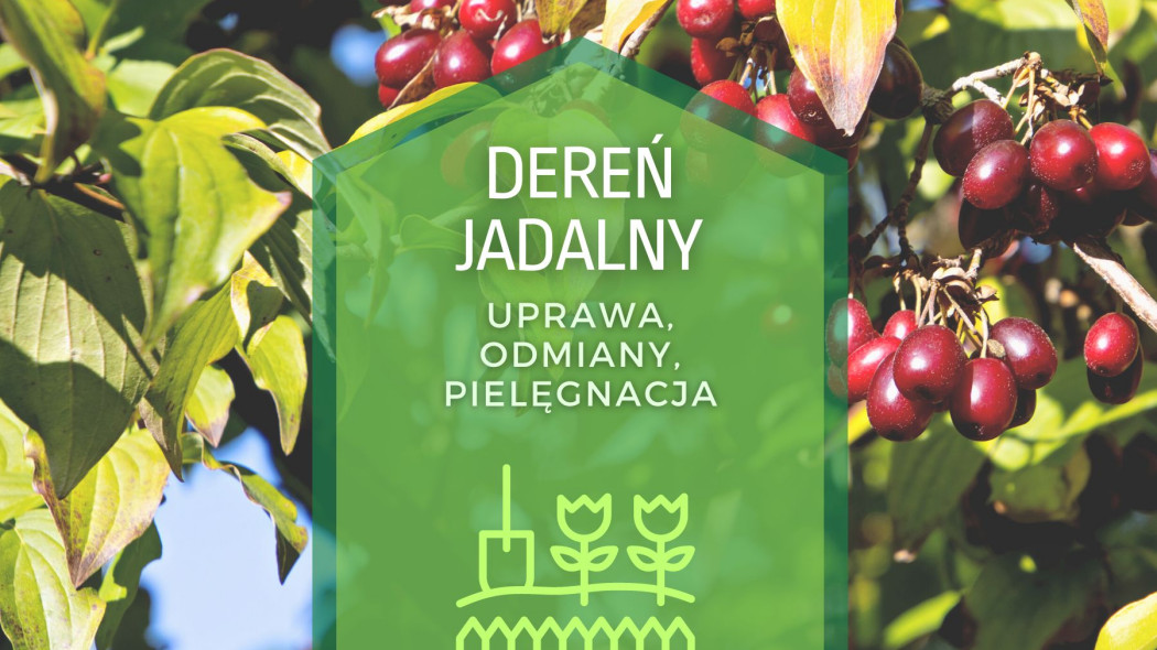 Deren jadalny uprawa