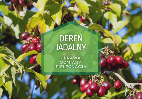 Derenie jadalne w ogrodzie | Odmiany, sadzenie,...
