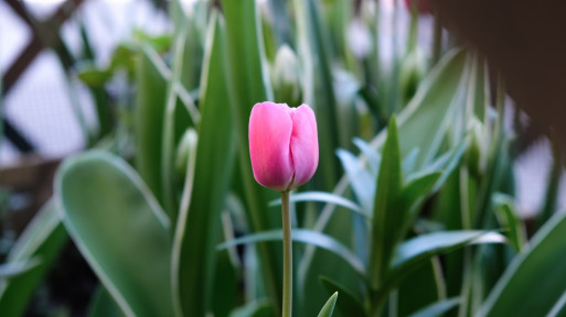 Dlaczego tulipany nie kwitną? Dlaczego mają tylko liście?