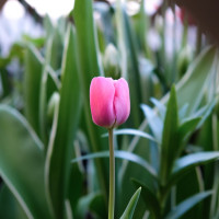 Dlaczego tulipany nie kwitną? Dlaczego mają tylko liście?