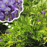 Wisteria nie ma kwiatów: dlaczego glicynia nie kwitnie?