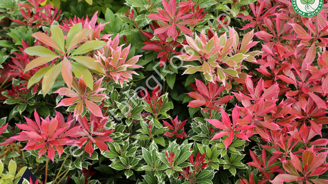 Pieris japoński Pieris japonica Carnaval Fot. Grzegorz Falkowski ZSzP