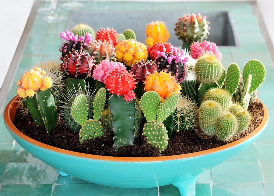 Kolorowe kaktusiki