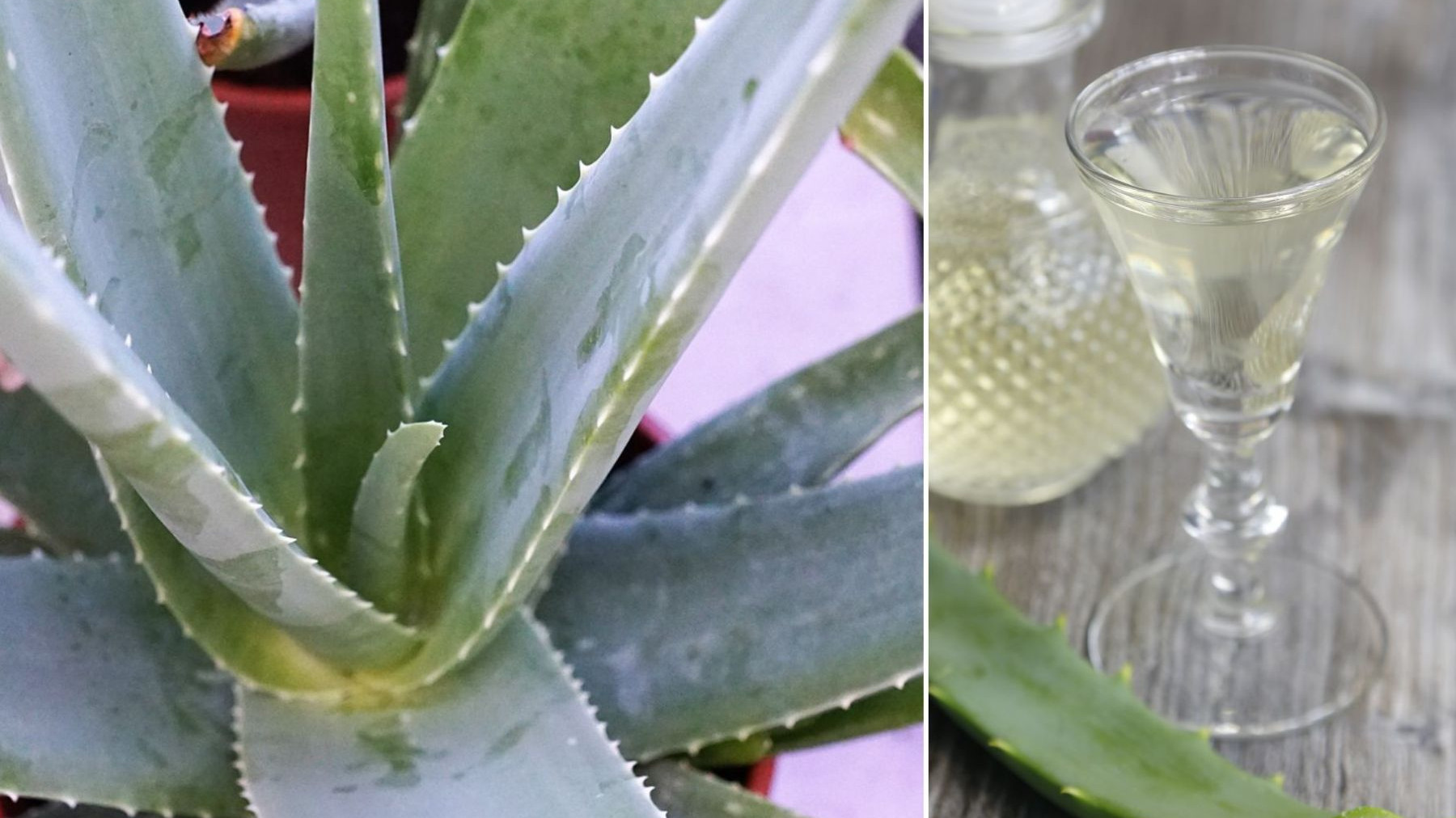 aloe vera muskelgel NatureCity TrueAloeGel main image 0