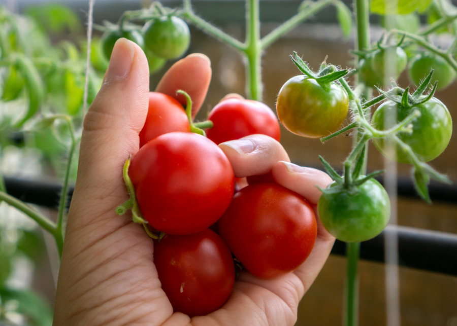 Pomidor odmiana Maskotka - siew uprawa zalety fot. Anna AdobeStock