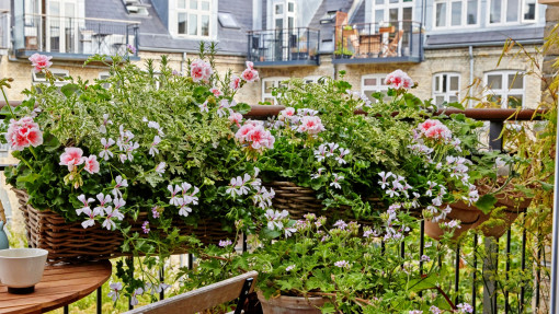 Pelargonie dla leniwych w 3 krokach | Prosty przepis na długie kwitnienie!