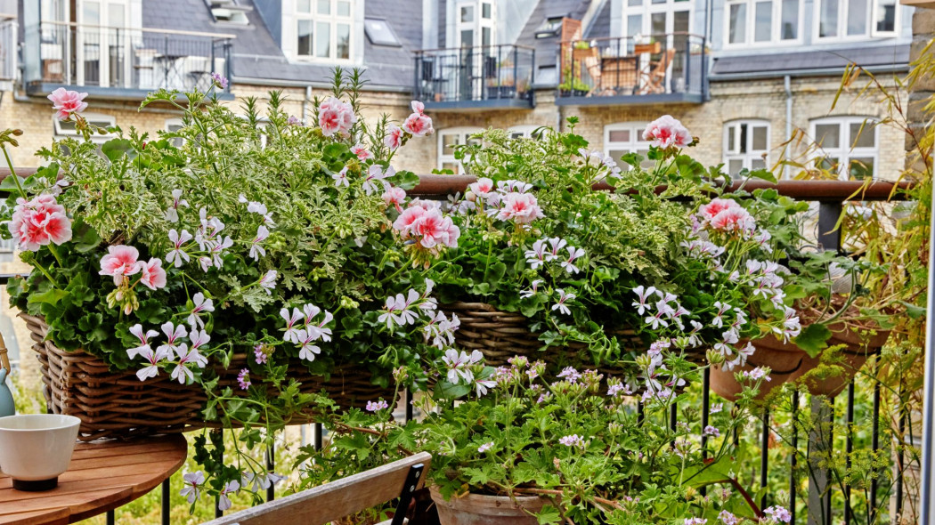 Pelargonie dla leniwych w 3 krokach Prosty przepis na długie kwitnienie