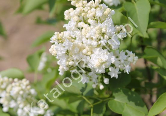 Lilak pospolity ‘Miss Ellen Willmott’