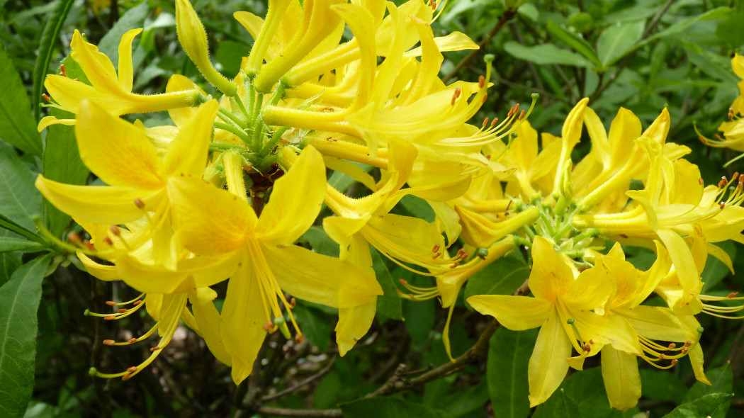 Azalia pontyjska Rhododendron luteum