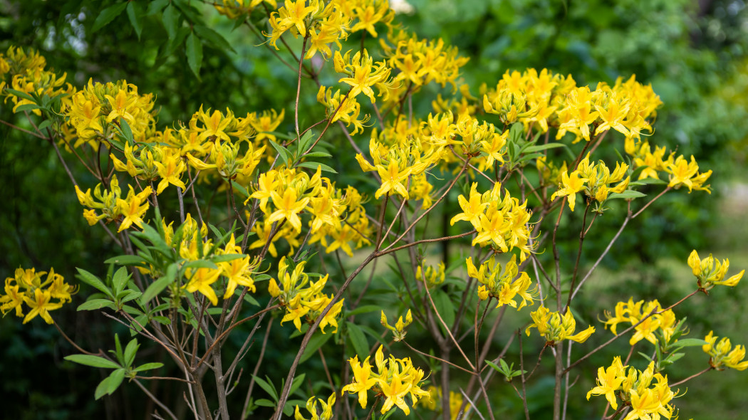 Azalia pontyjska Rhododendron luteum