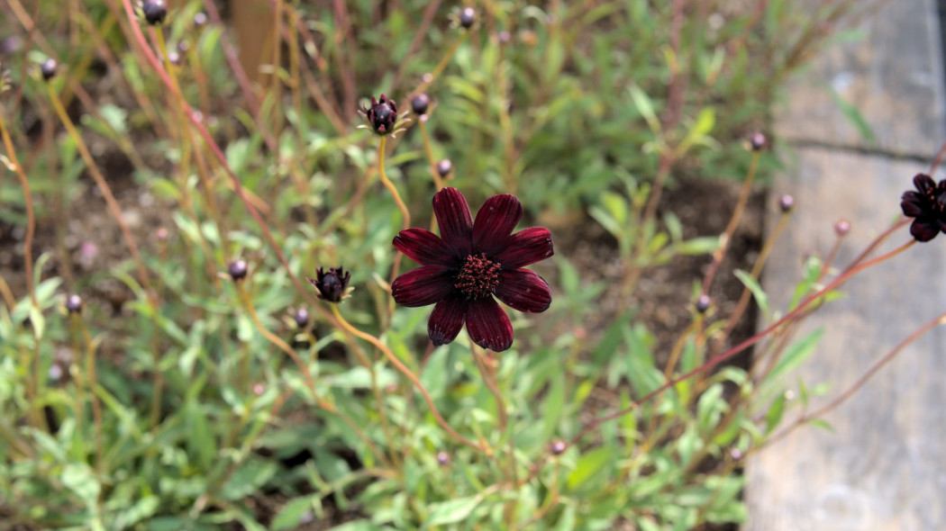 Kosmos czekoladowy Cosmos atrosanguineus