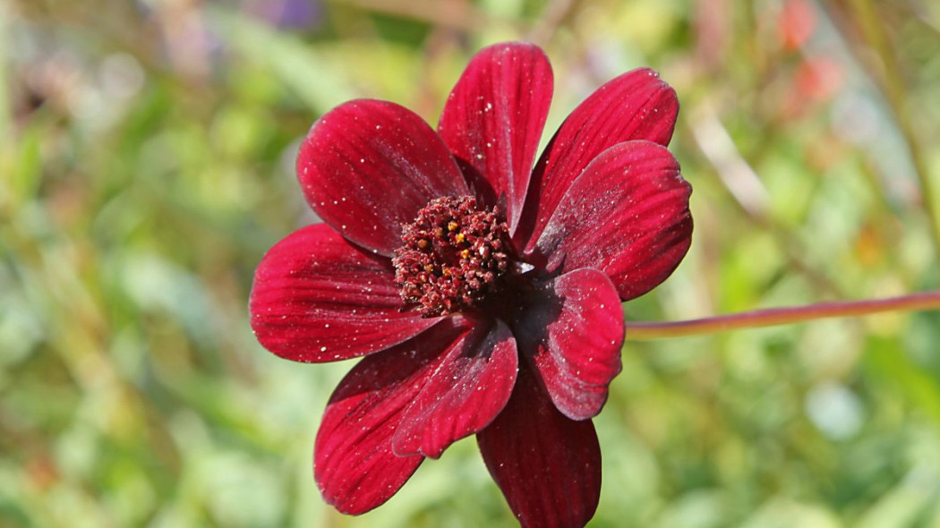 Kosmos czekoladowy Cosmos atrosanguineus