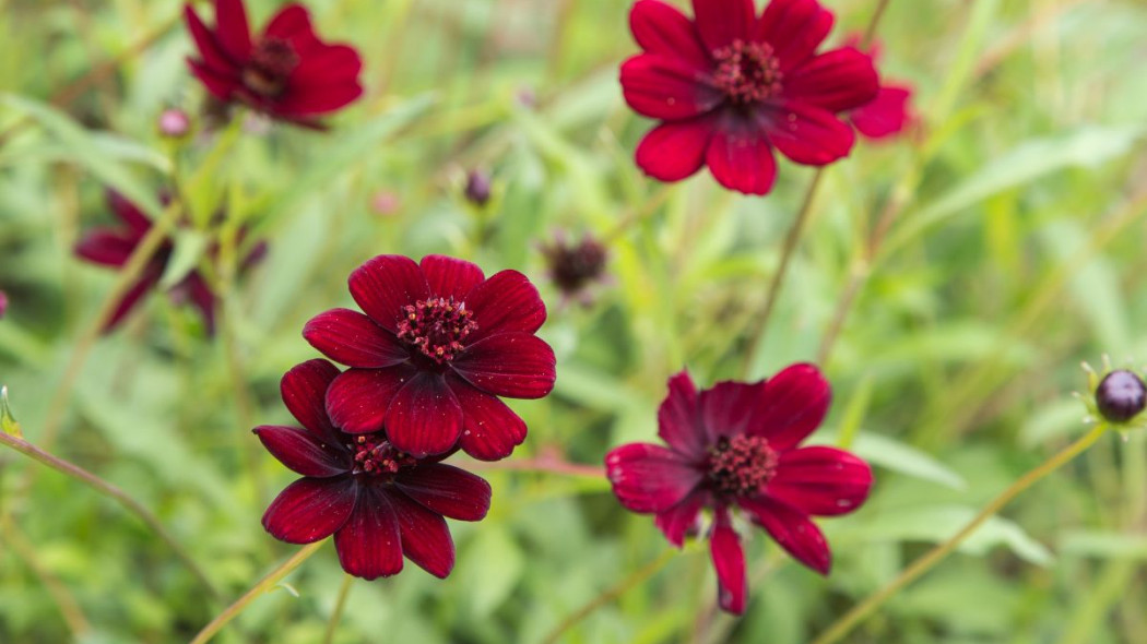 Kosmos czekoladowy Cosmos atrosanguineus