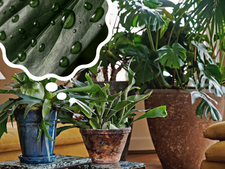 Mycie różnych typów liści roślin domowych: przecierać czy odkurzać?