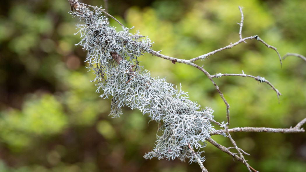 Chrobotek reniferowy Cladonia rangiferina