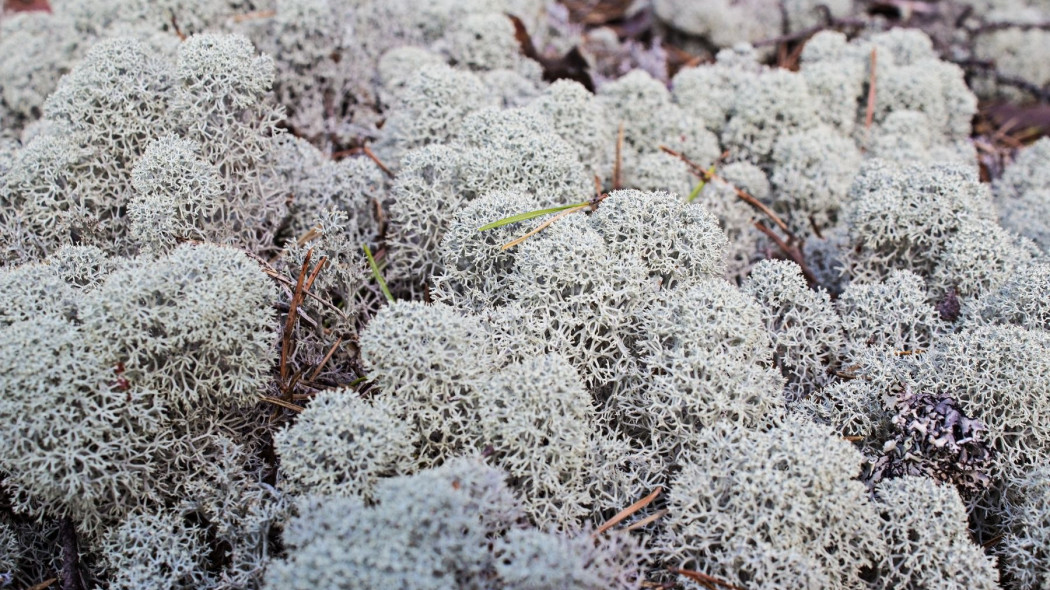 Chrobotek reniferowy Cladonia rangiferina