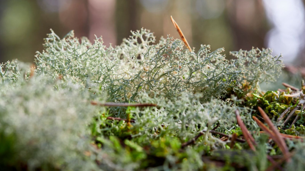 Chrobotek reniferowy Cladonia rangiferina