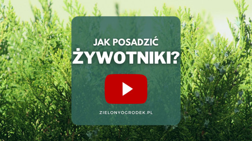 FILM: Jak posadzić żywotniki?