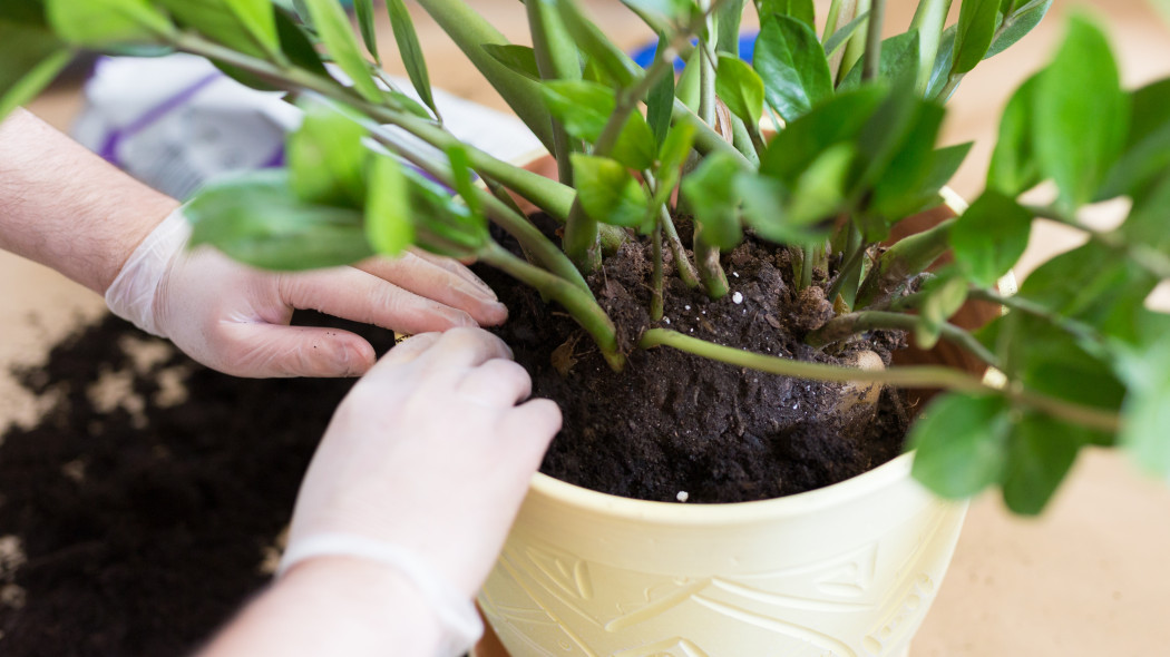 Zamioculcas przesadzanie bez błędów