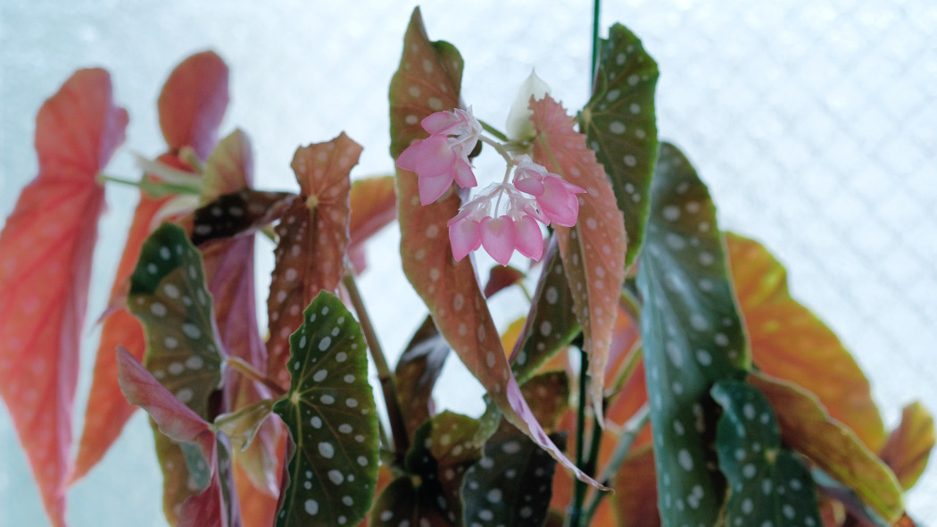 Begonia maculata koralowa