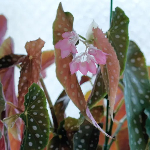 Begonia koralowa