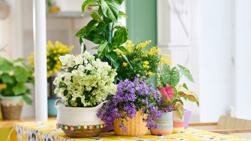 Kolekcja roślin domowych | Zielone trendy w stylu Bright And Breezy