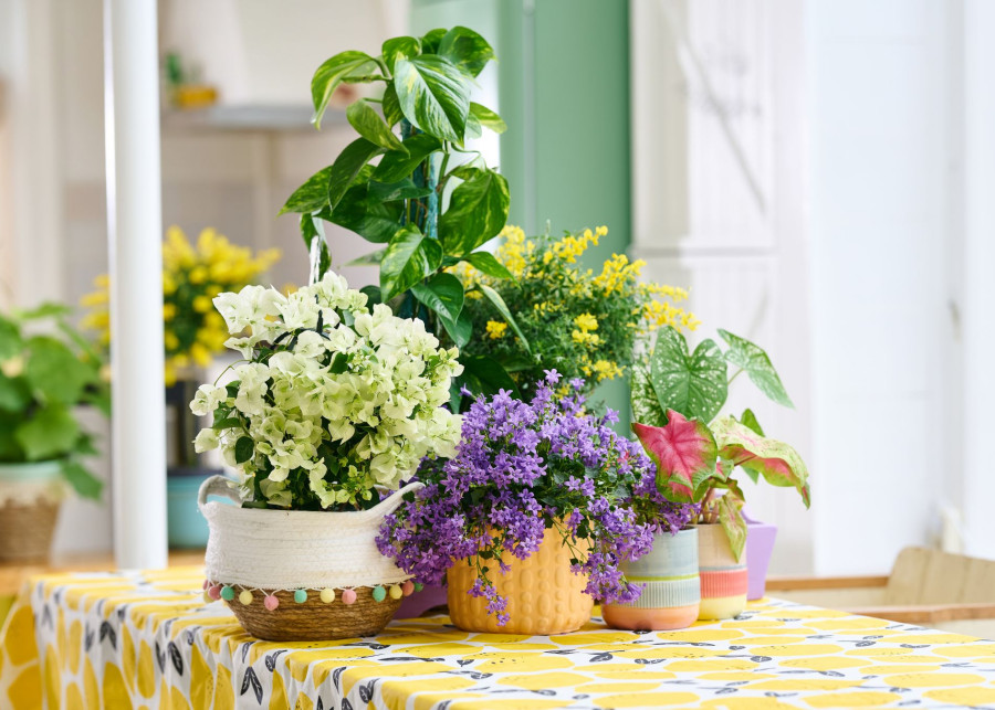 Kolekcja kwiatów domowych Zielone trendy styl Bright And Breezy