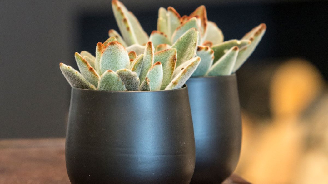 Zyworodka omszona Kalanchoe tomentosa, fot. Floradania.dk