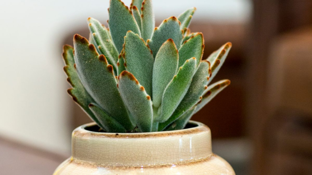 Zyworodka omszona Kalanchoe tomentosa, fot. Floradania.dk