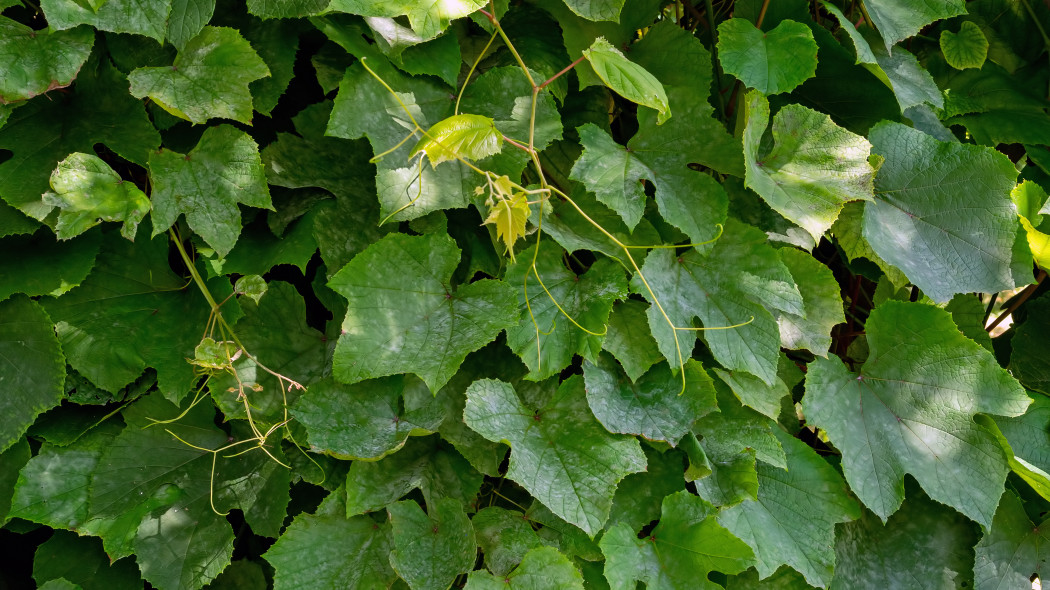 Winorosl japonska Vitis coignetiae