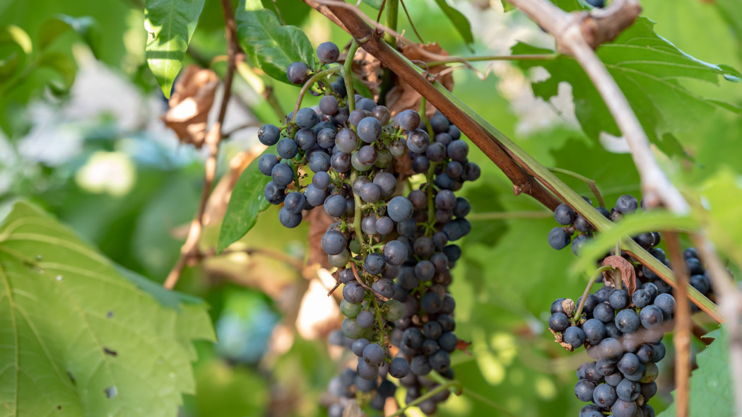 Winorosl japonska Vitis coignetiae