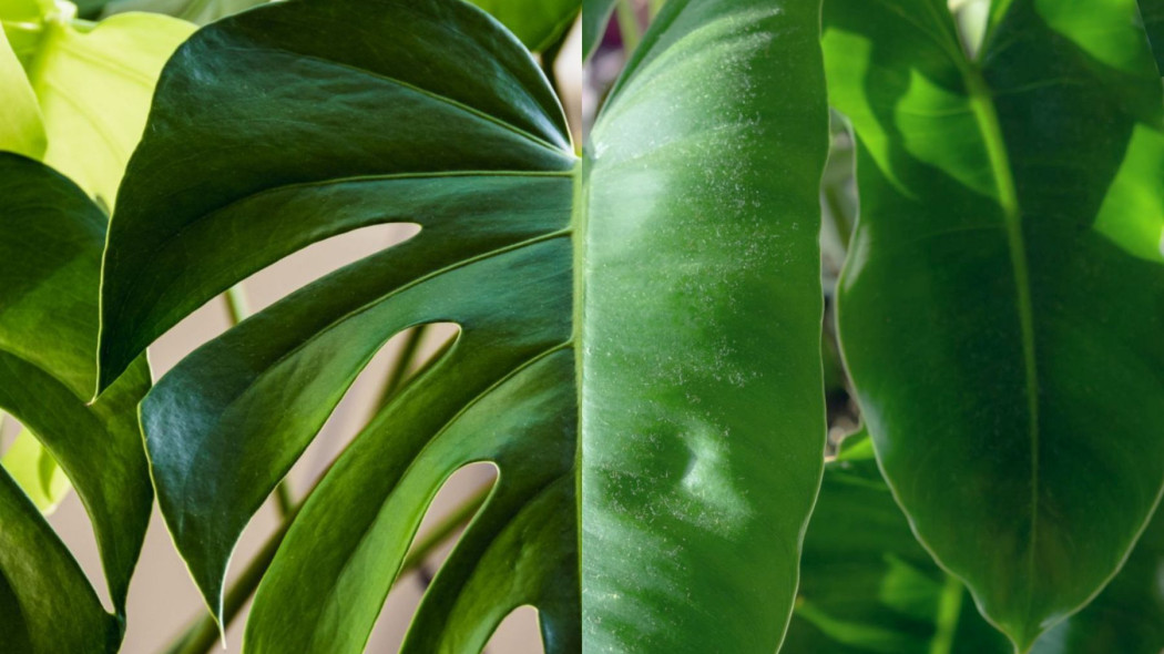 Czym rozni sie monstera od filodendrona