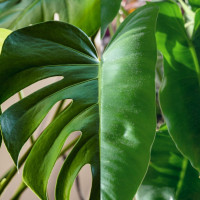 Czym różni się monstera od filodendrona? Porównujemy liście, kwiaty, owoce i warunki uprawy