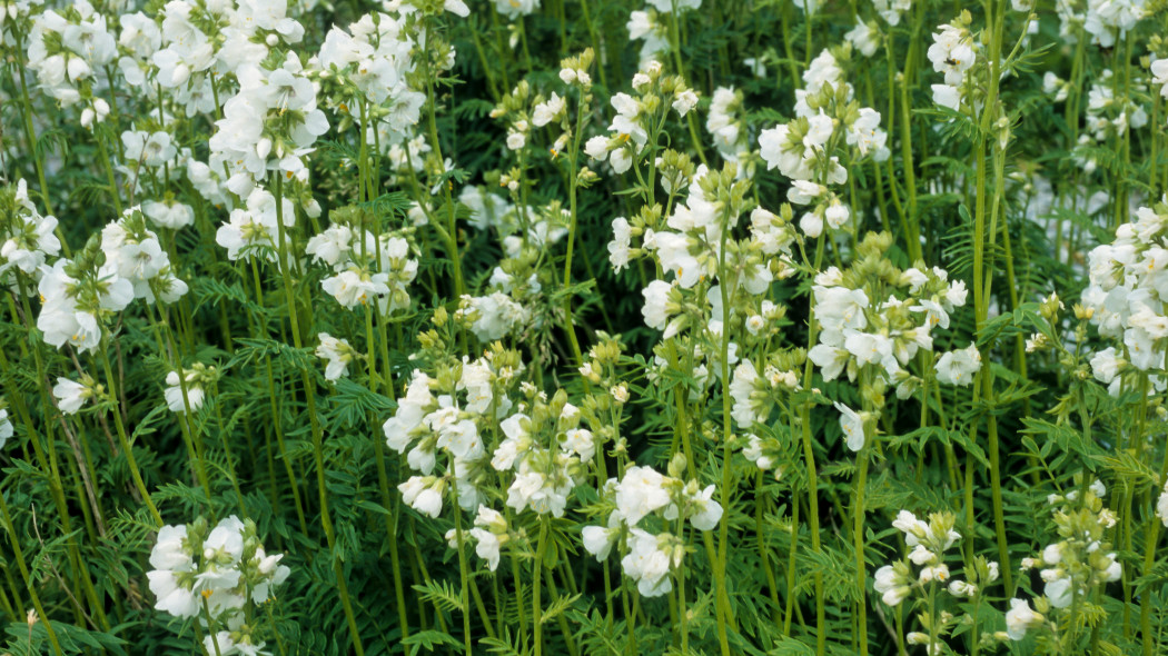 Wielosil blekitny Polemonium caeruleum