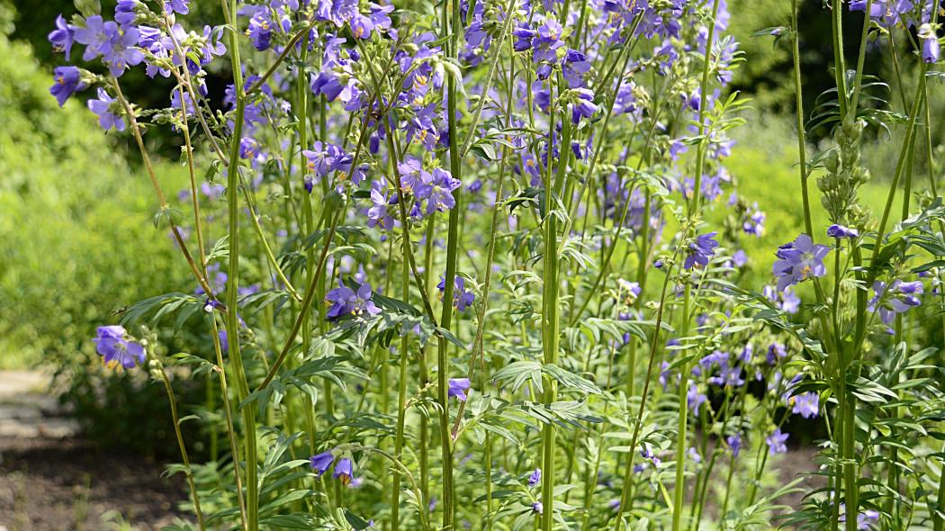 Wielosil blekitny Polemonium caeruleum