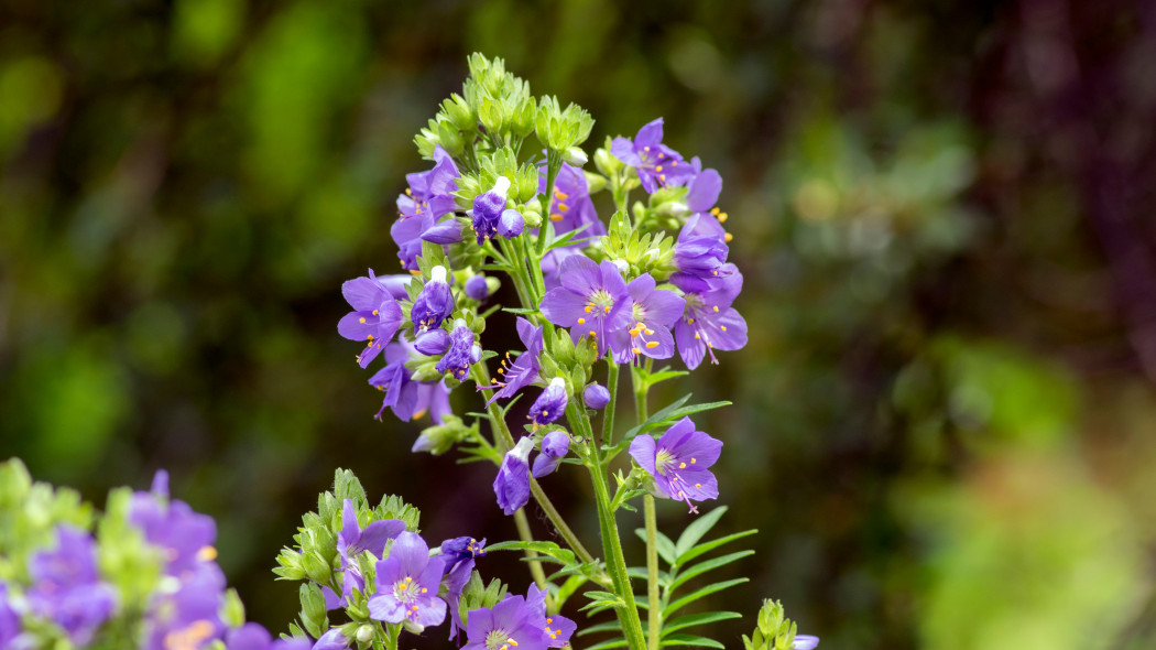 Wielosil blekitny Polemonium caeruleum