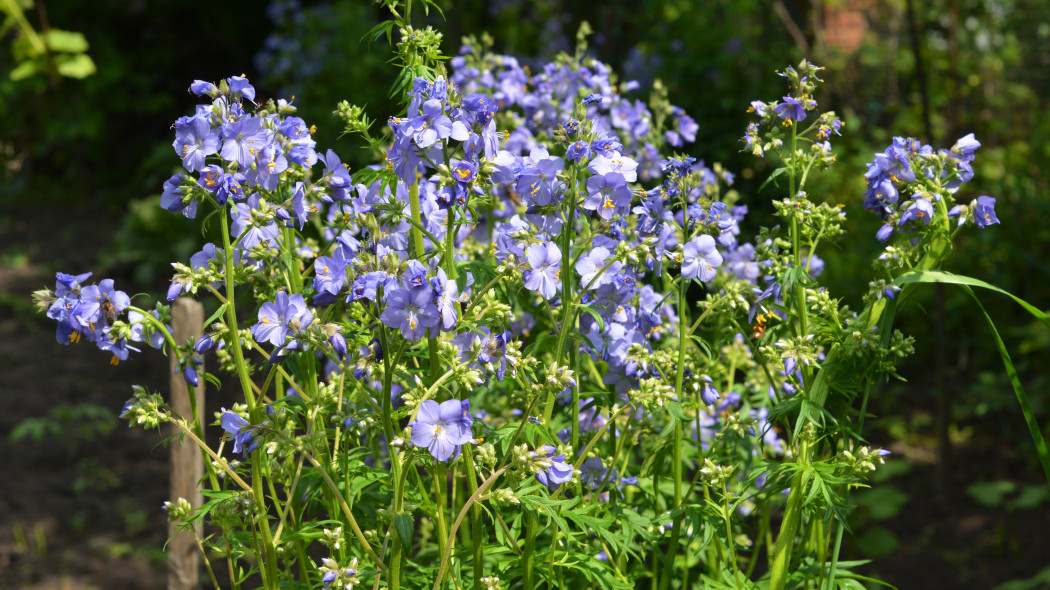 Wielosil blekitny Polemonium caeruleum