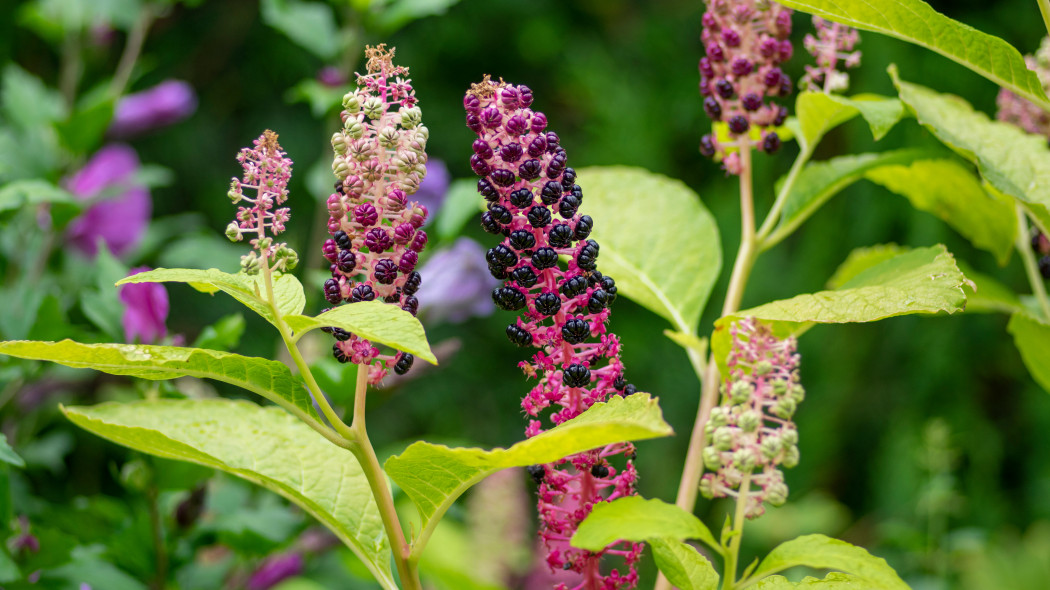 Szkarlatka amerykanska Phytolacca decandra