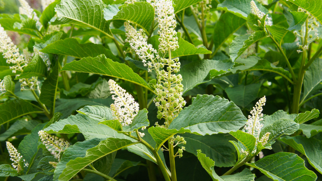 Szkarlatka amerykanska Phytolacca decandra