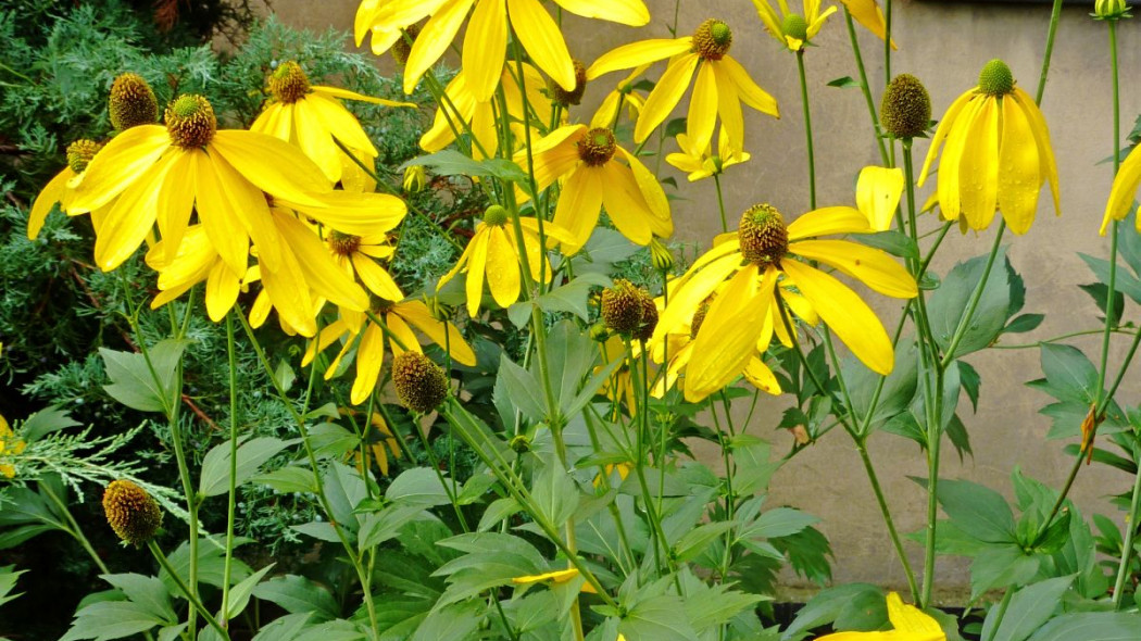 Rudbekia naga laciniata