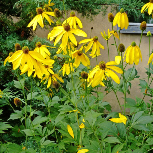 Rudbekia naga