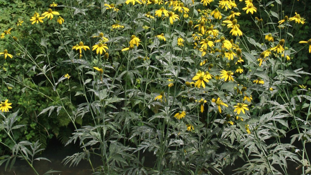 Rudbekia naga laciniata w naturze