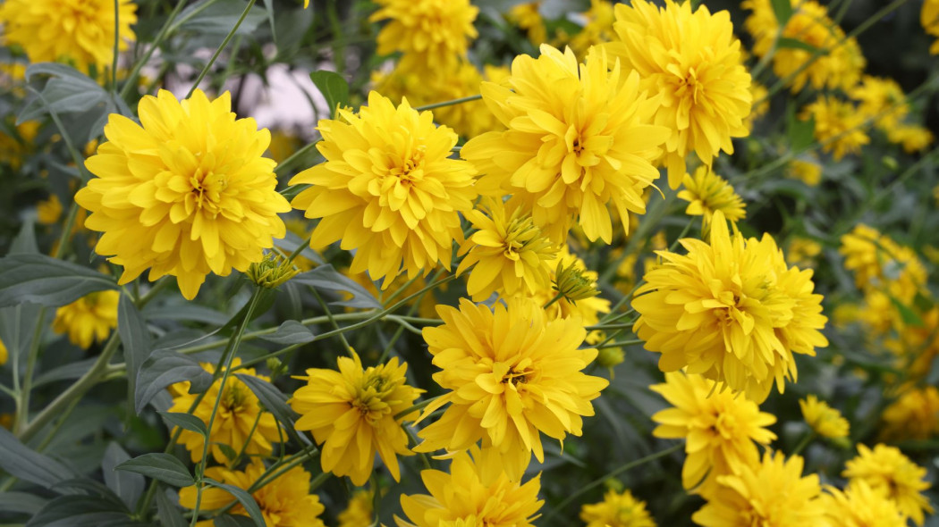 Rudbekia naga o pelnych kwiatach