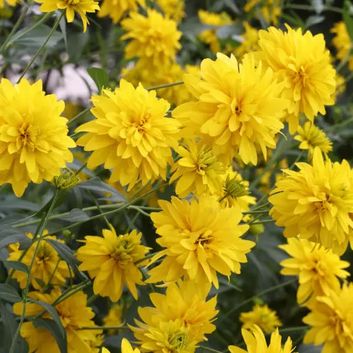 Rudbekia naga