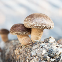 Hodowla shiitake | Czy możliwa jest domowa uprawa? Od czego zacząć? Jak mieć dużo grzybów?