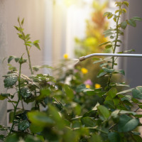 Zwalczanie chorób grzybowych bez chemii | Wybierz naturalne rozwiązania!