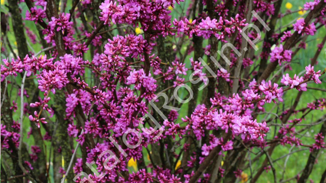 judaszowiec chiński Cercis chinensis Avondale Fot. Grzegorz Falkowski ZSzP