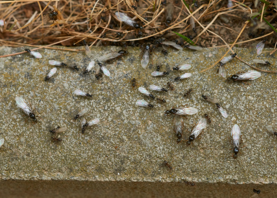 Latajace mrowki – jak zwalczac i im zapobiegac hurtnice